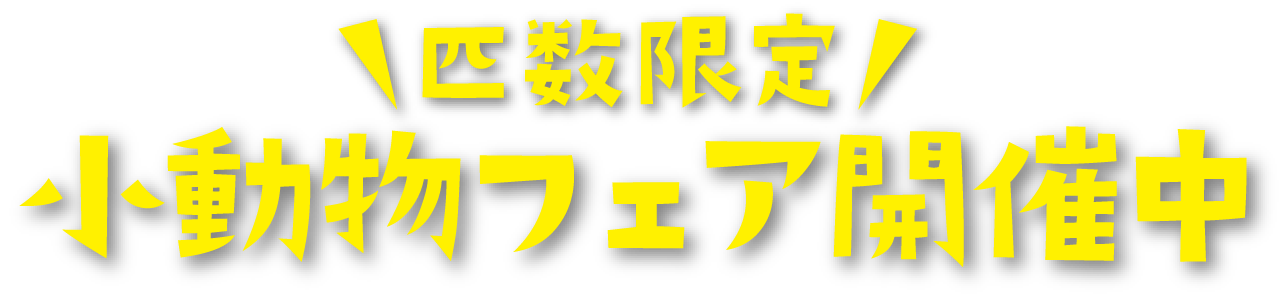 匹数限定 小動物フェア開催中